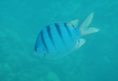 Abudefduf abdominalis