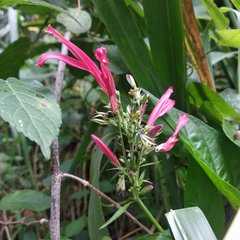 Justiciinae
