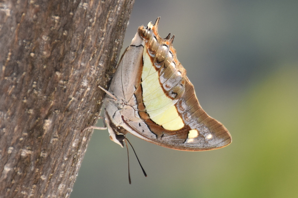 Polyura alphius