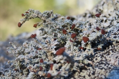 Stereocaulon dactylophyllum