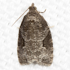 Apotomis infida