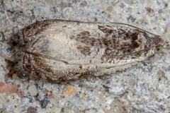Olethreutes malana
