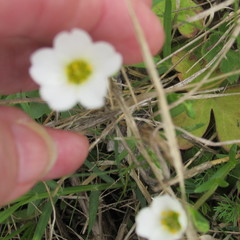 Mononeuria nuttallii