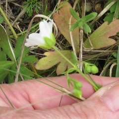 Mononeuria nuttallii