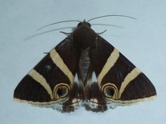 Grammodes ocellata