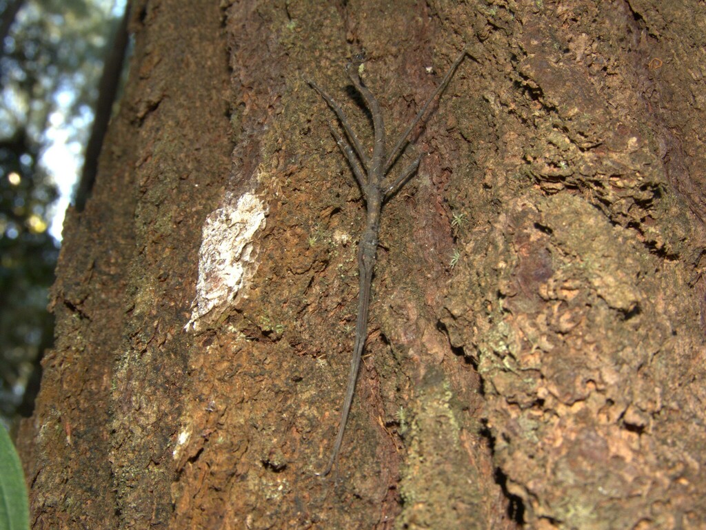 Dimorphodes celebensis