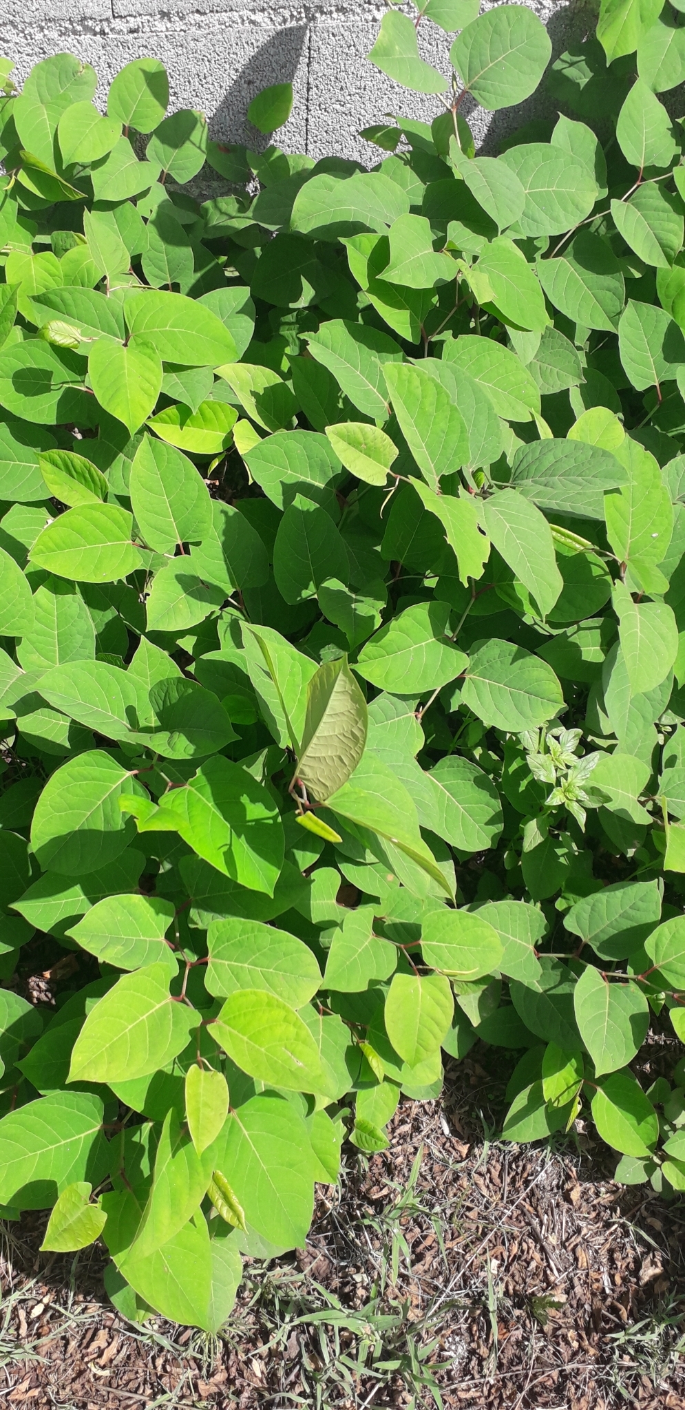 Reynoutria japonica