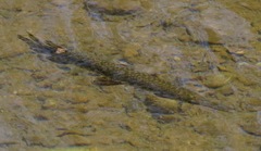 Lepisosteus oculatus
