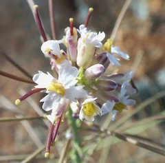 Dryopetalon runcinatum