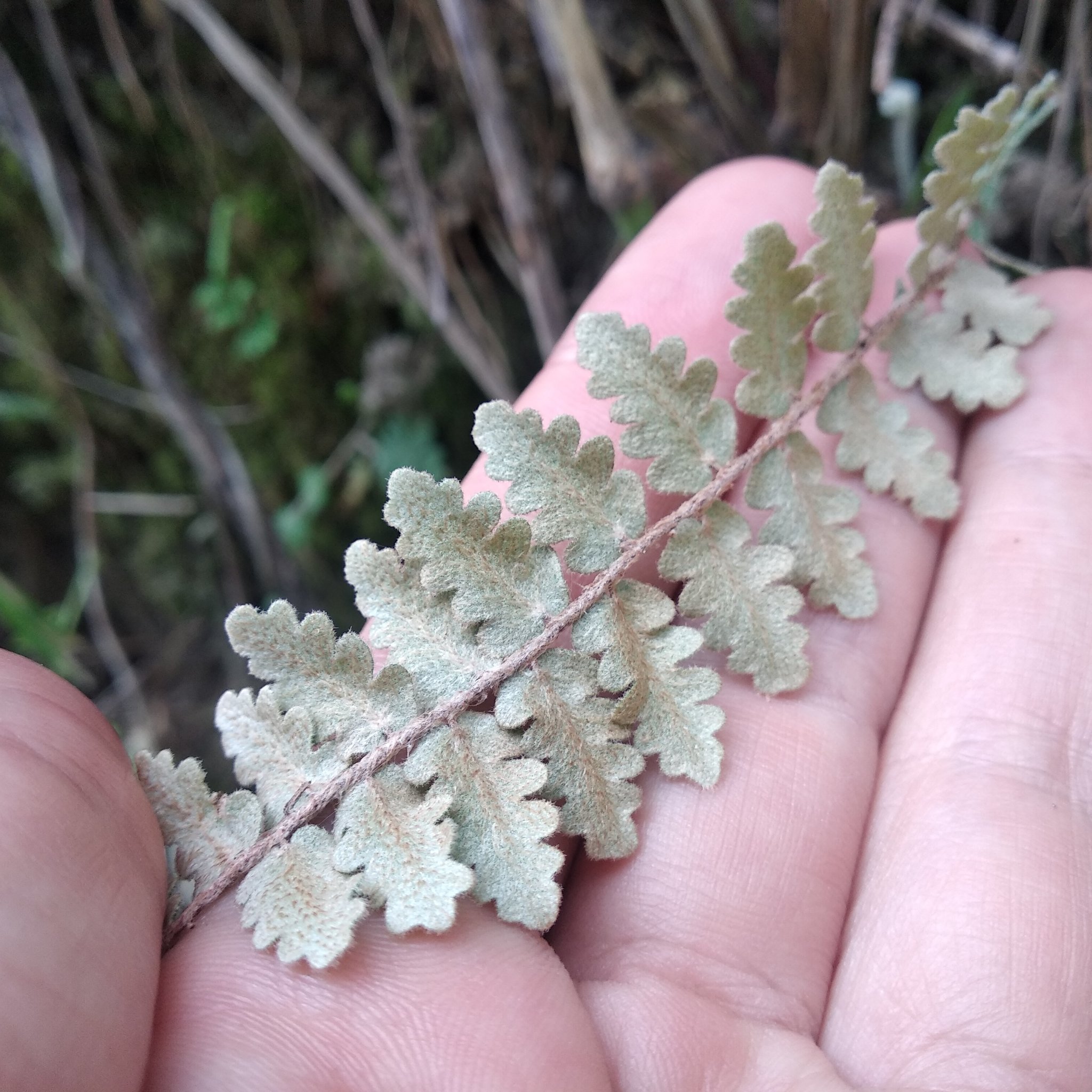 Pteridaceae image