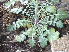 Dryopetalon runcinatum