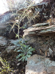 Dryopetalon runcinatum