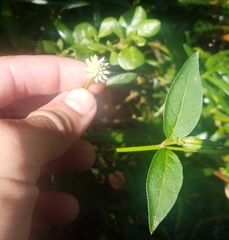 Alternanthera flavescens