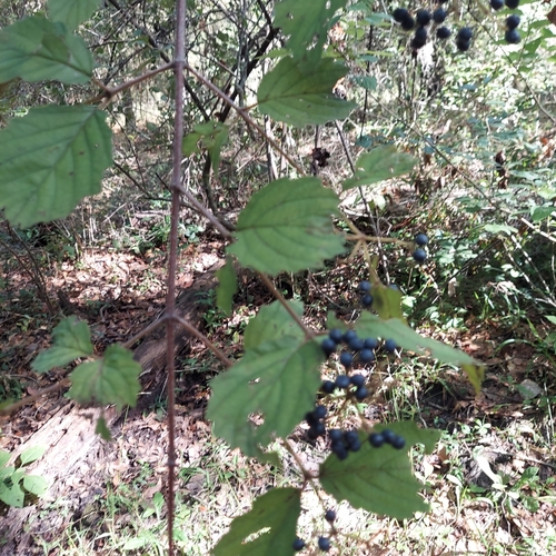 Image of Viburnum scabrellum by (c) Athena Philips, some rights reserved (CC BY)