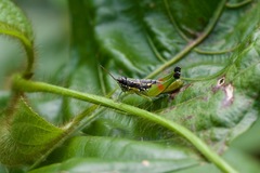 Liebermannacris dorsualis