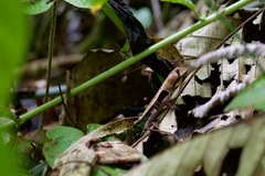 Stenocercus fimbriatus