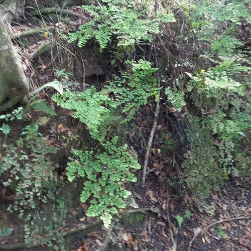 Fan maidenhair (Adiantum tenerum)