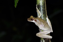Osteocephalus planiceps