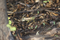 Schistocerca melanocera