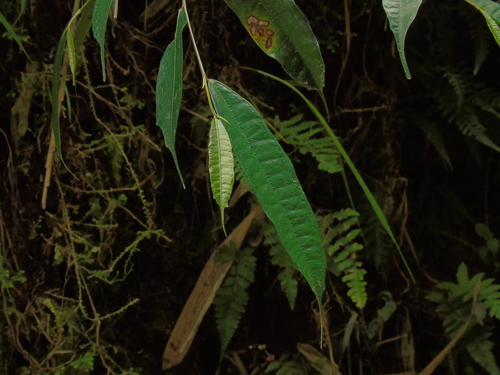 Ficus sinuata observed 2023-08-20