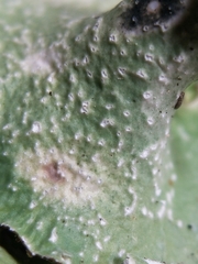 Punctelia caseana