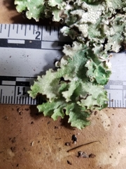 Punctelia caseana