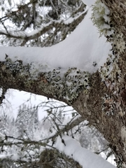 Punctelia caseana