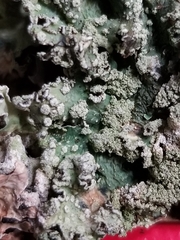 Punctelia caseana