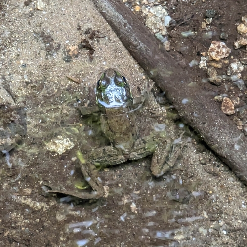 Steve Galpin Shelter Trail