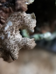Punctelia caseana