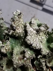 Punctelia caseana