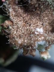 Punctelia caseana