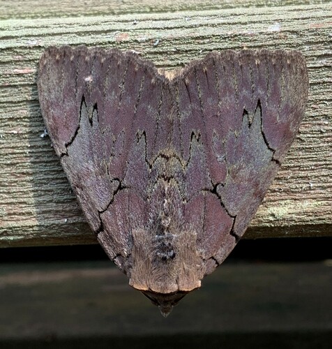 Darling Underwing photo 6