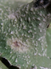 Punctelia caseana
