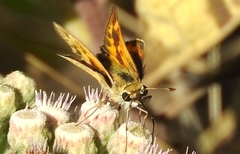 Hylephila phyleus phyleus