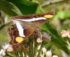 Doxocopa laure laure