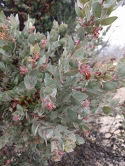 Arctostaphylos luciana