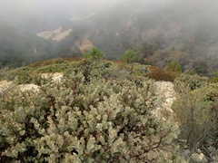 Arctostaphylos luciana