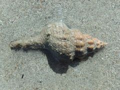 Propefusus australis