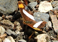 Adelpha iphicleola iphicleola