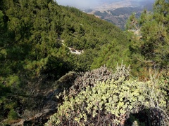 Arctostaphylos luciana