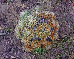 Mammillaria compressa compressa