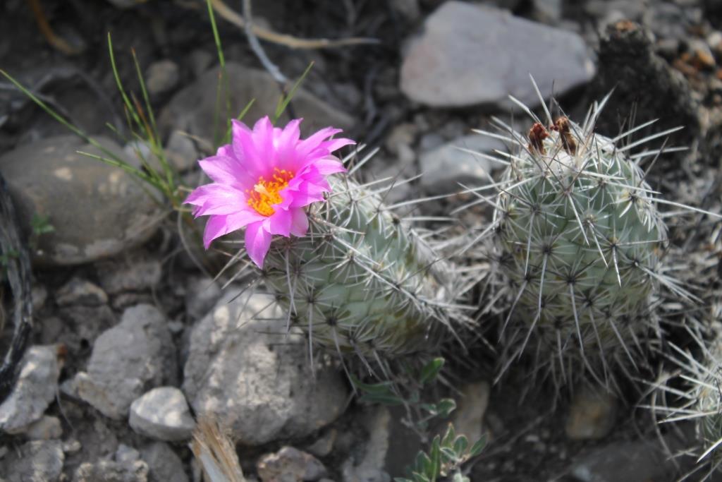 Neolloydia matehualensis