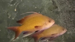 Japanese Anthias photo 5