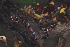 Micrurus surinamensis