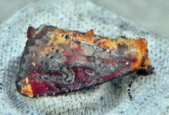 Achatodes zeae
