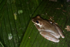 Osteocephalus planiceps