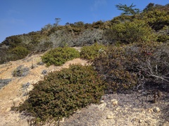 Arctostaphylos osoensis