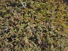 Arctostaphylos osoensis