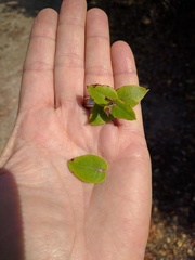 Arctostaphylos osoensis